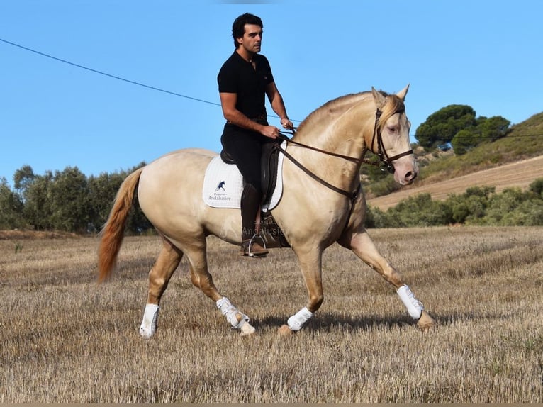 Andalusian Stallion 5 years 15,2 hh Pearl in Provinz Malaga