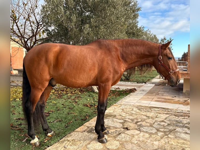 Andalusian Stallion 5 years 16.1 hh Brown in Ermelo