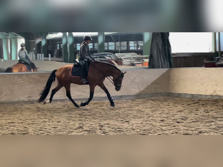 Andalusian Stallion 5 years 16,1 hh Brown in Roßdorf