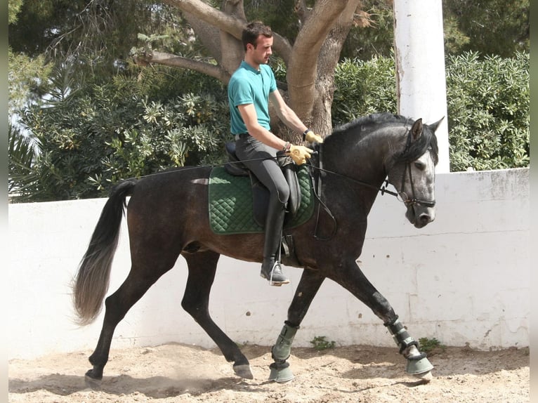 Andalusian Stallion 5 years 16,1 hh Gray in Valéncia