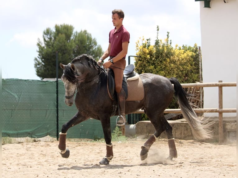 Andalusian Stallion 5 years 16,1 hh Gray in Valéncia