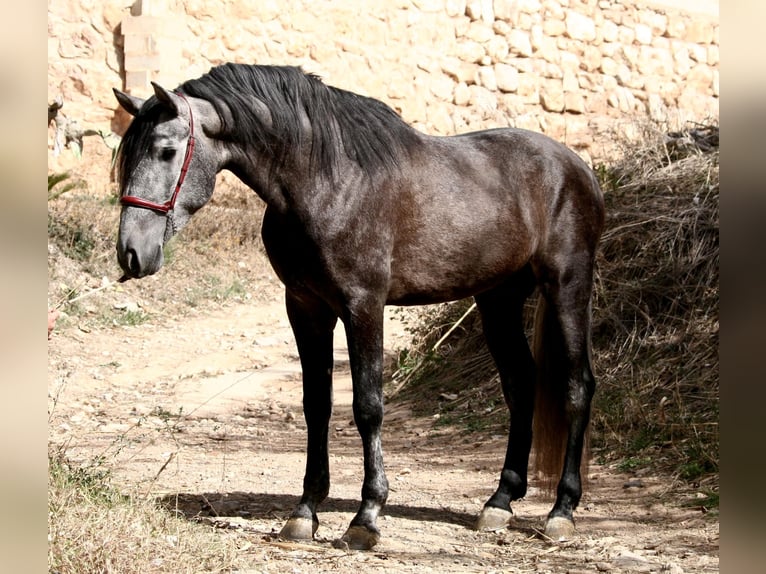 Andalusian Stallion 5 years 16,1 hh Gray in Valéncia