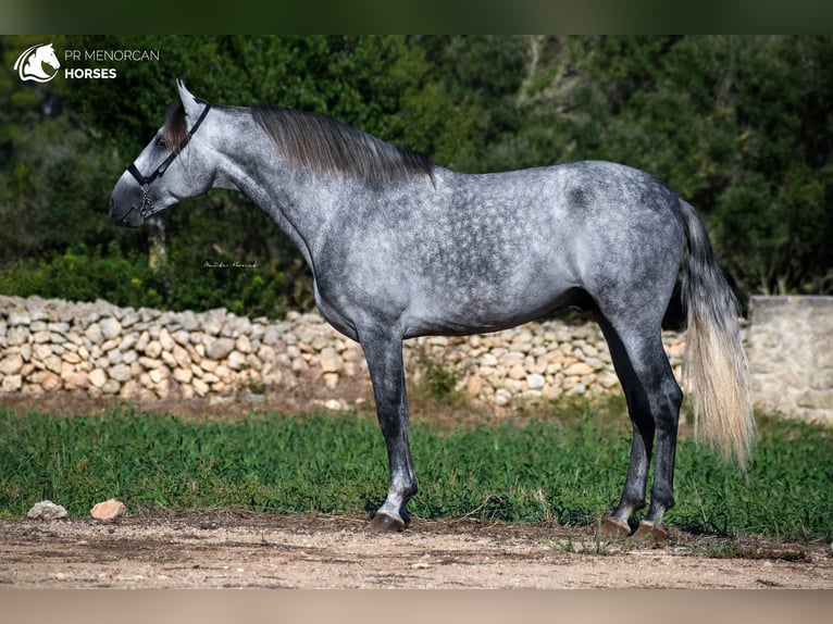 Andalusian Stallion 5 years 16,1 hh Gray in Menorca