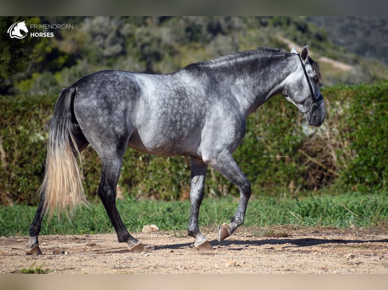 Andalusian Stallion 5 years 16,1 hh Gray in Menorca