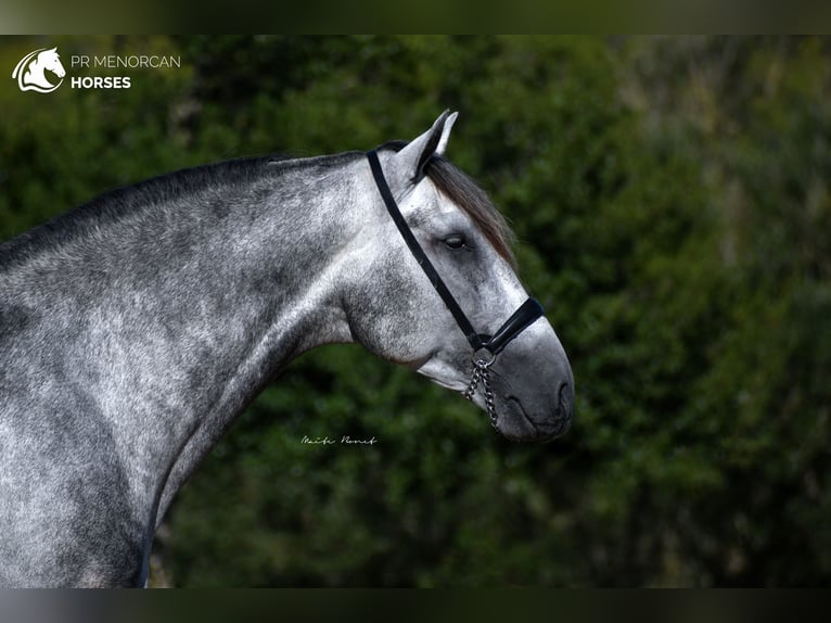 Andalusian Stallion 5 years 16,1 hh Gray in Menorca
