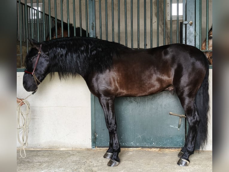 Andalusian Stallion 5 years 16.2 hh Black in Miajadas
