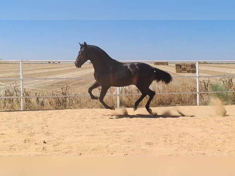 Andalusian Stallion 5 years 16,2 hh Black in Badajoz