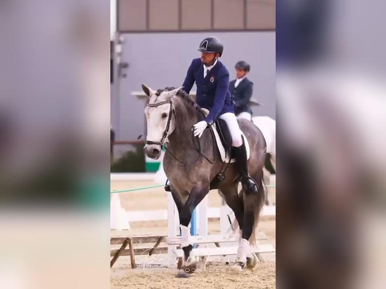 Andalusian Stallion 5 years 16.2 hh Grey-Dapple in Ermelo