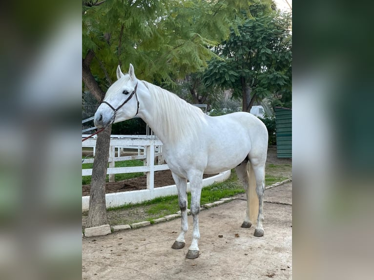 Andalusian Stallion 5 years 16.2 hh White in Ermelo
