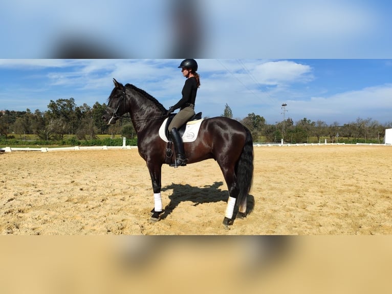 Andalusian Stallion 5 years 16,3 hh Black in Sevilla