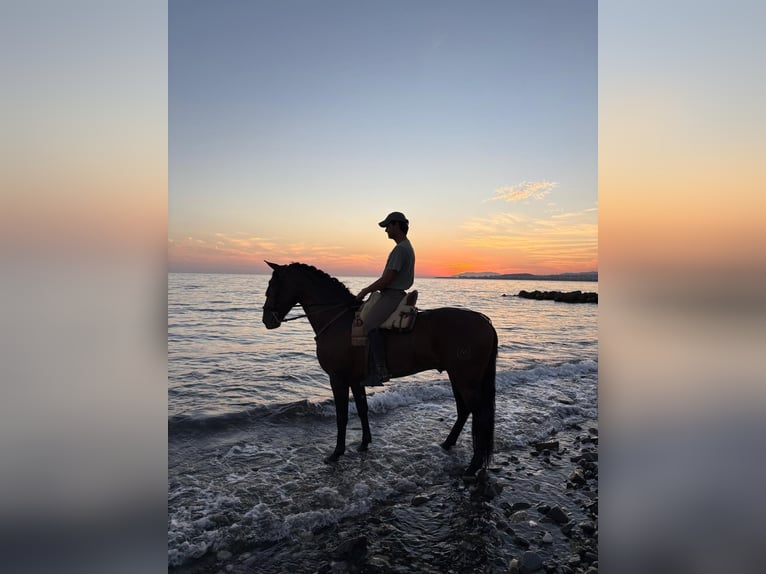 Andalusian Stallion 5 years 16 hh Brown in Ermelo