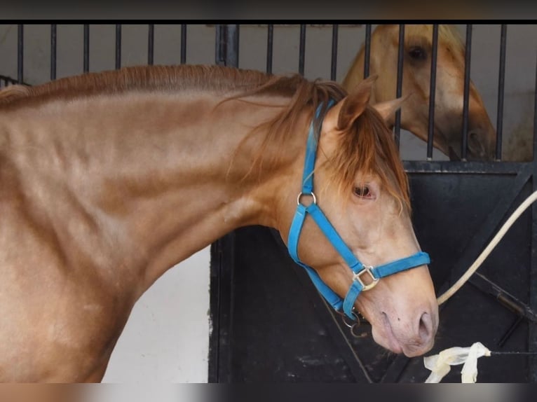 Andalusian Stallion 5 years 16 hh Chestnut in Sevilla