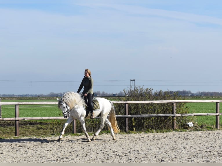 Andalusian Stallion 5 years 16 hh Gray-Dapple in Castricum