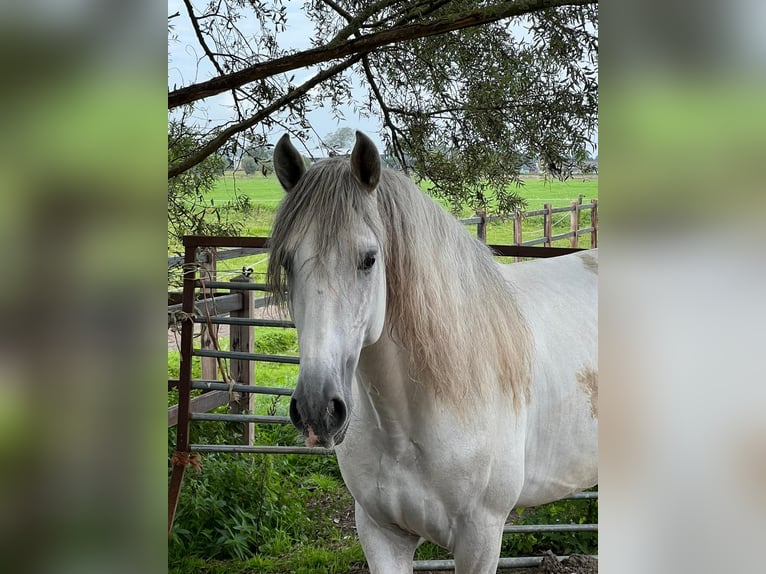 Andalusian Stallion 5 years 16 hh Gray-Dapple in Castricum