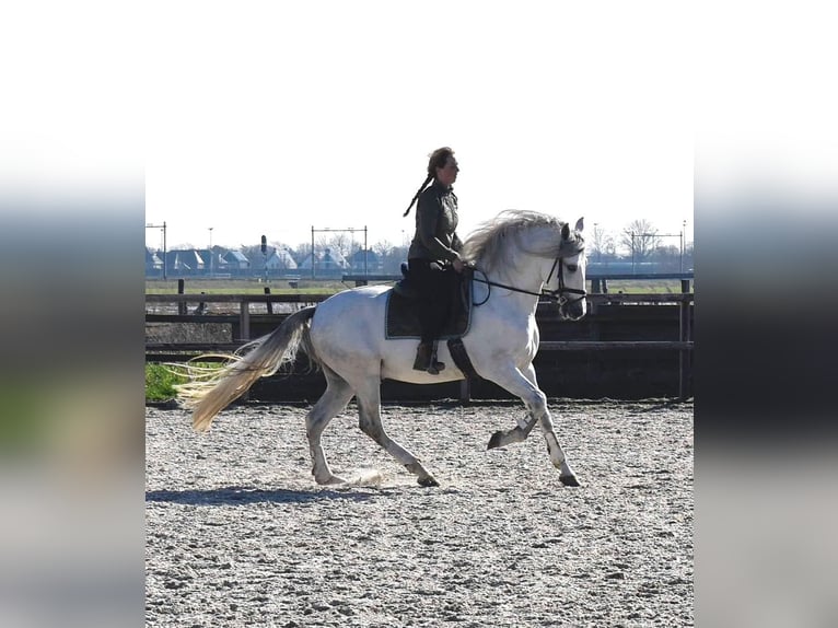 Andalusian Stallion 5 years 16 hh Gray-Dapple in Castricum