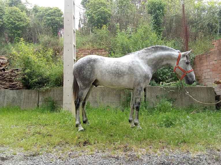 Andalusian Stallion 5 years 16 hh Gray-Dapple in Terrassa
