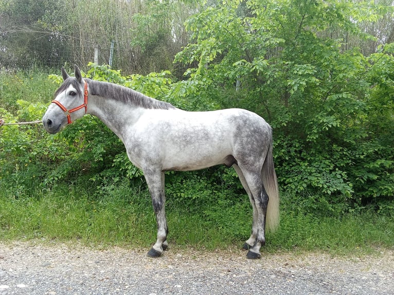 Andalusian Stallion 5 years 16 hh Gray-Dapple in Terrassa