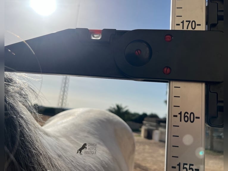 Andalusian Stallion 5 years 16 hh Gray in Menorca