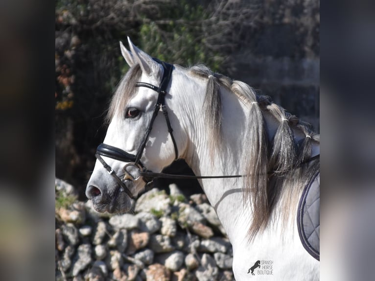 Andalusian Stallion 5 years 16 hh Gray in Menorca