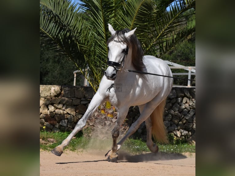 Andalusian Stallion 5 years 16 hh Gray in Menorca