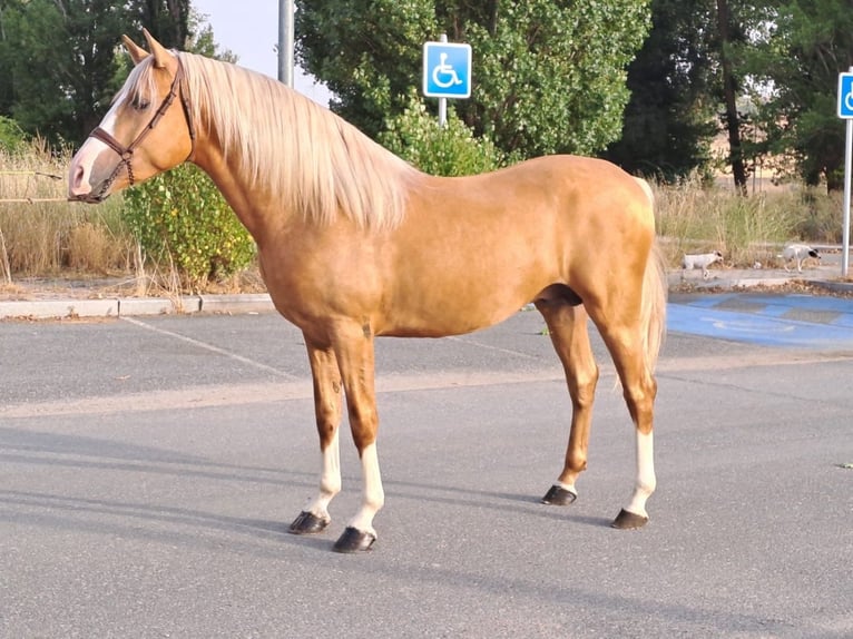 Andalusian Stallion 5 years 16 hh Palomino in Avila