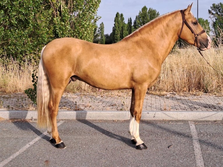 Andalusian Stallion 5 years 16 hh Palomino in Avila