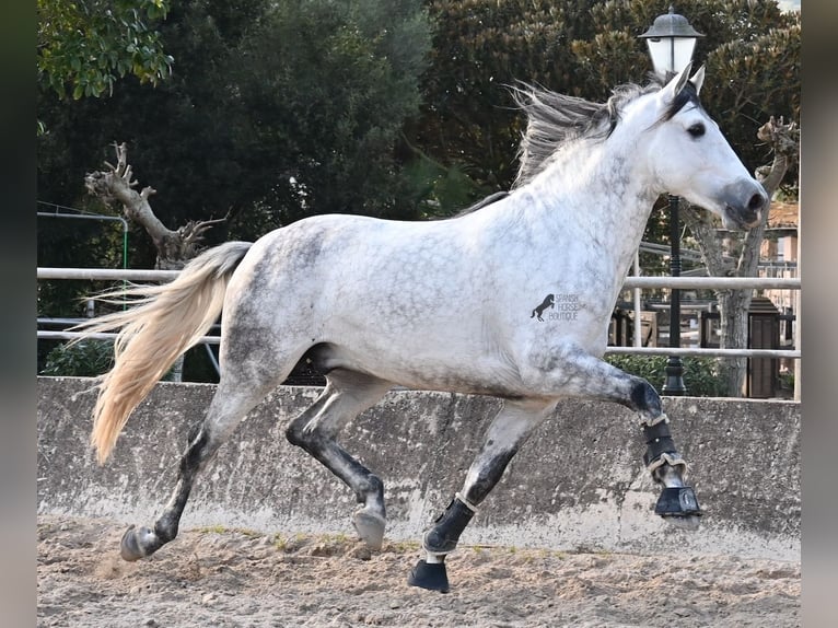 Andalusian Stallion 5 years 16,1 hh Grey in Mallorca