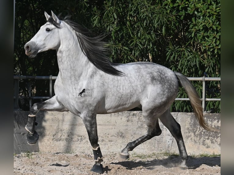 Andalusian Stallion 5 years 16,1 hh Grey in Mallorca
