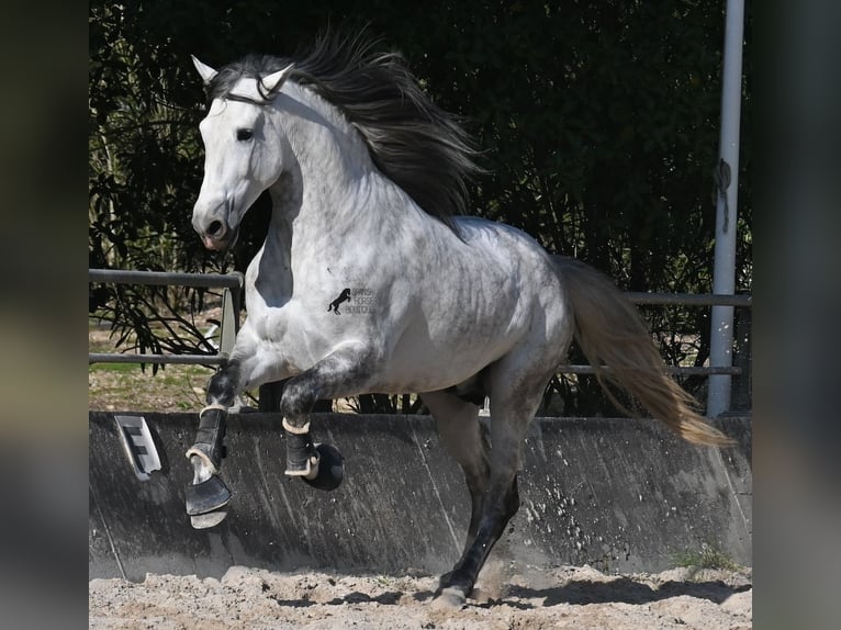 Andalusian Stallion 5 years 16,1 hh Grey in Mallorca
