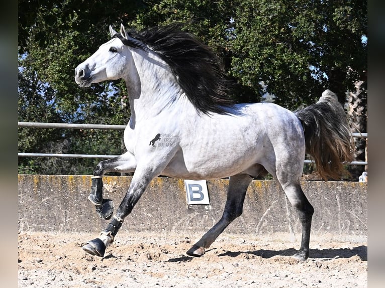 Andalusian Stallion 5 years 16,2 hh Grey in Mallorca