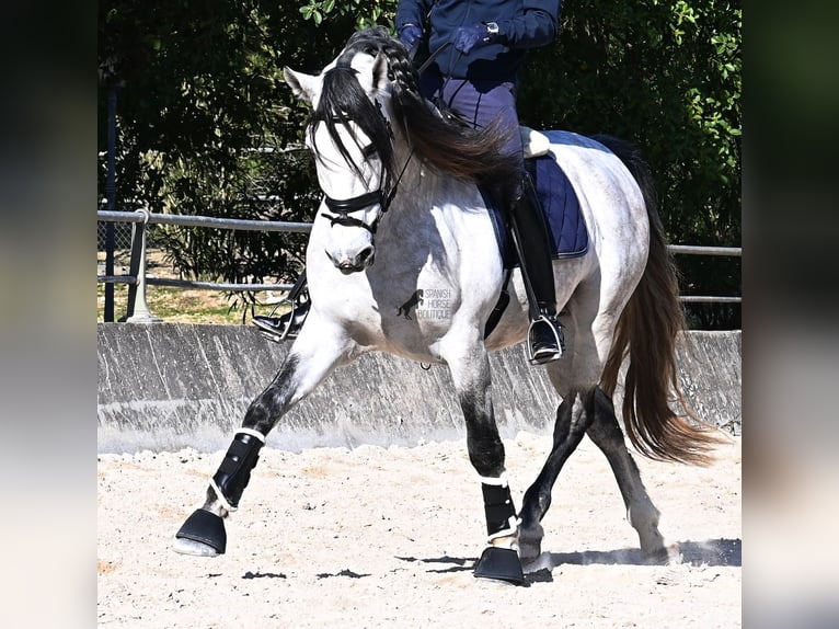 Andalusian Stallion 5 years 16,2 hh Grey in Mallorca
