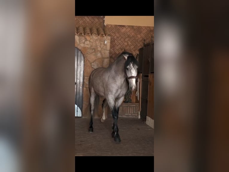 Andalusian Stallion 5 years Gray in Sanlucar De Barrameda