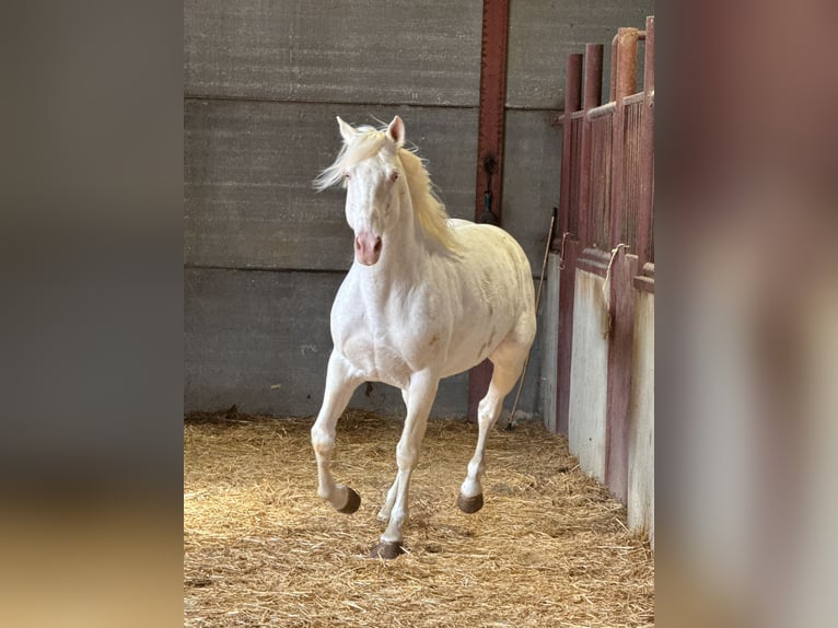 Andalusian Stallion 6 years 14,2 hh Cremello in Chiclana