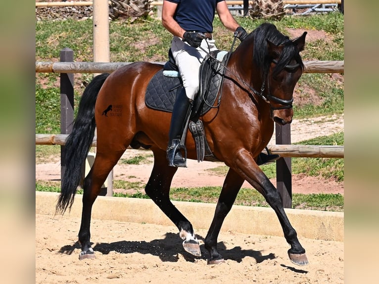Andalusian Stallion 6 years 15.1 hh Brown in Menorca