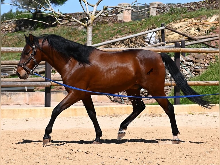 Andalusian Stallion 6 years 15.1 hh Brown in Menorca