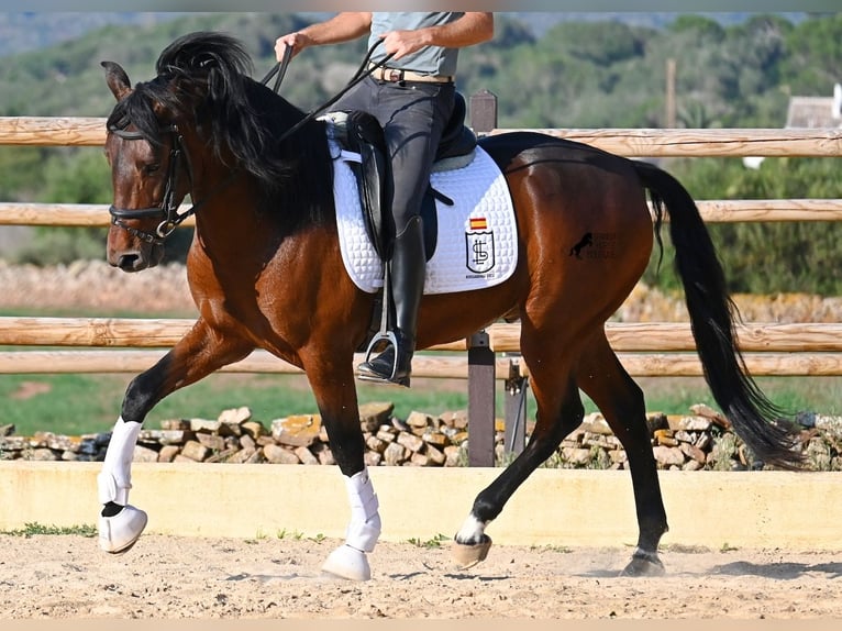 Andalusian Stallion 6 years 15.1 hh Brown in Menorca