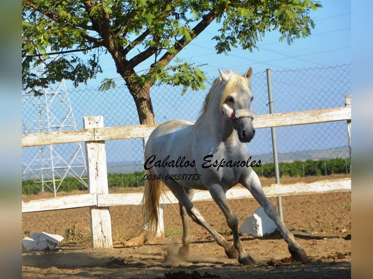 Andalusian Stallion 6 years 15,1 hh Gray in Vejer de la Frontera