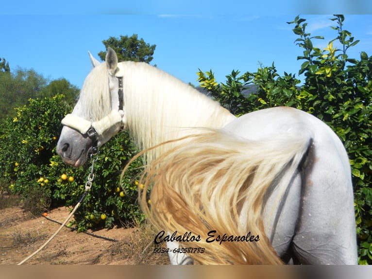 Andalusian Stallion 6 years 15,1 hh Gray in Vejer de la Frontera