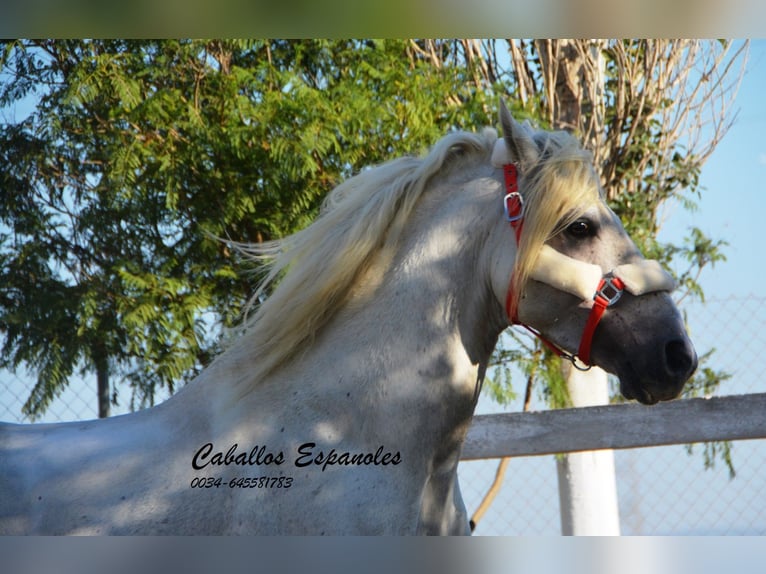 Andalusian Stallion 6 years 15,1 hh Gray in Vejer de la Frontera