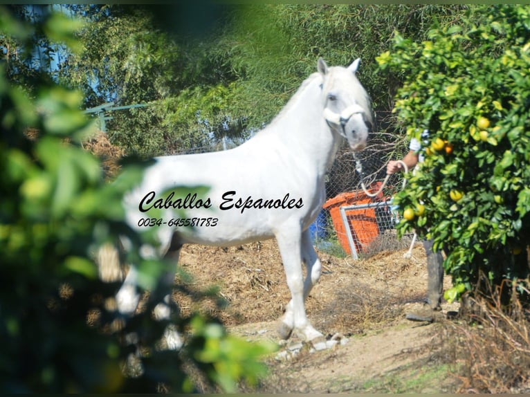 Andalusian Stallion 6 years 15,1 hh Gray in Vejer de la Frontera