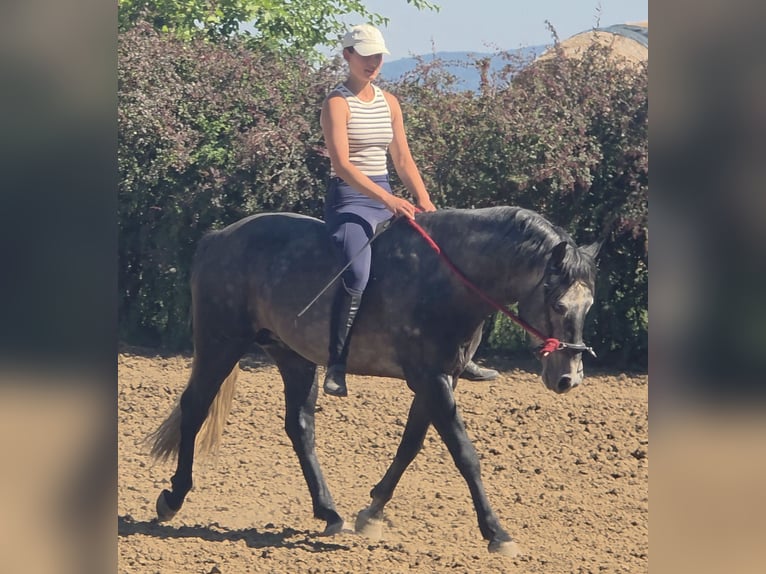 Andalusian Stallion 6 years 15.1 hh Grey-Dapple in Egerág