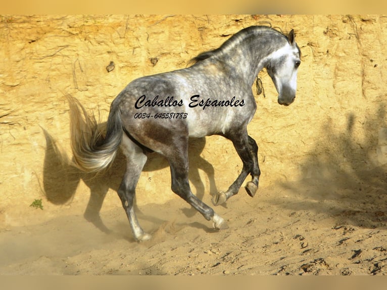 Andalusian Stallion 6 years 15,1 hh Smoky-Black in Vejer de la Frontera