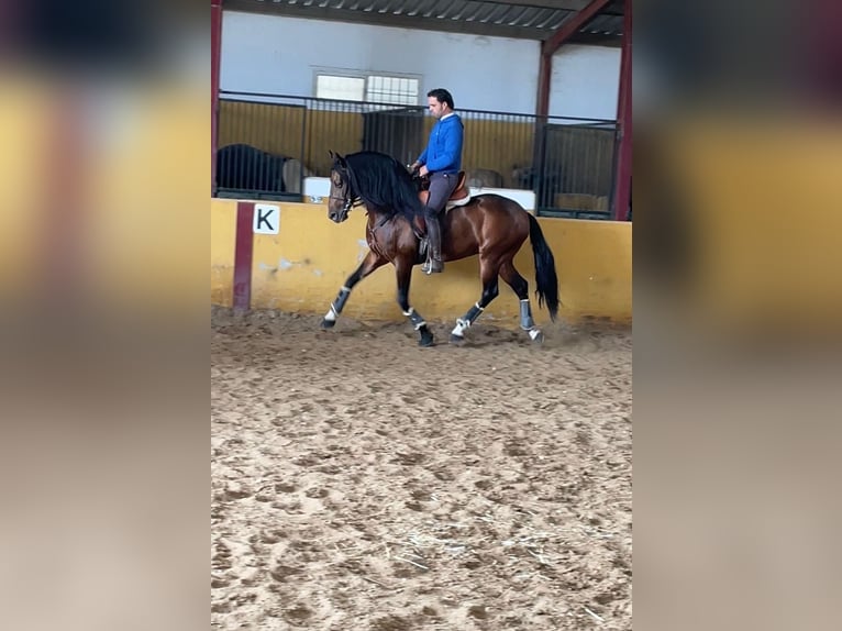 Andalusian Stallion 6 years 15,2 hh Bay in Sevilla