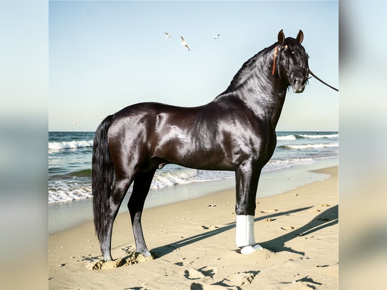 Andalusian Stallion 6 years 15.2 hh Black in Jerez de la Frontera