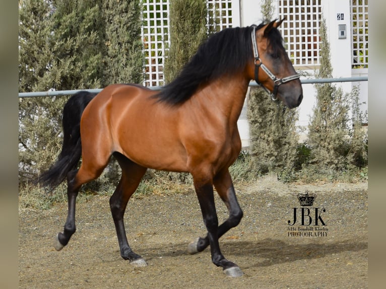 Andalusian Stallion 6 years 15,2 hh Brown in Tabernas Almeria