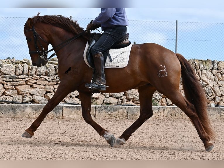 Andalusian Stallion 6 years 15.2 hh Chestnut-Red in Mallorca
