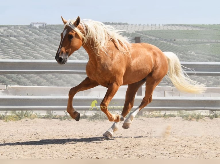 Andalusian Stallion 6 years 15.2 hh Palomino in Provinz Cordoba