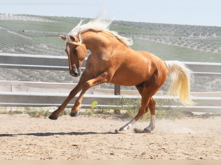Andalusian Stallion 6 years 15.2 hh Palomino in Provinz Cordoba