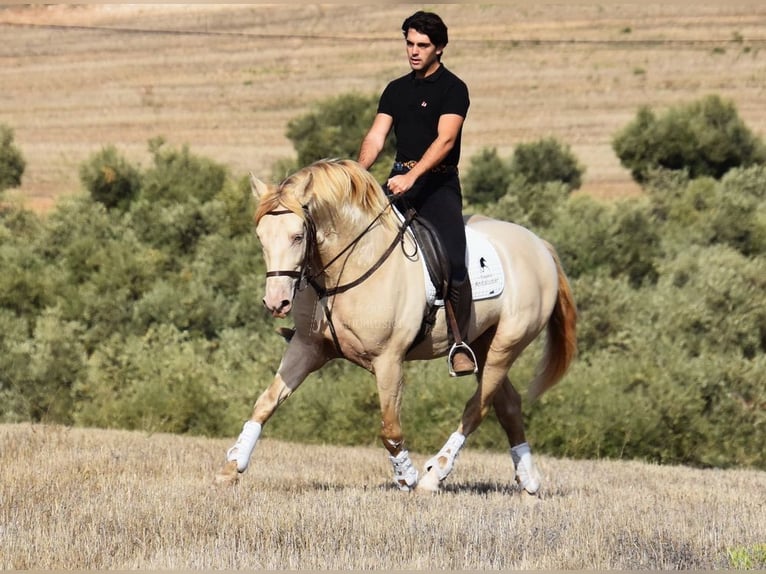 Andalusian Stallion 6 years 15.2 hh Pearl in Provinz Malaga