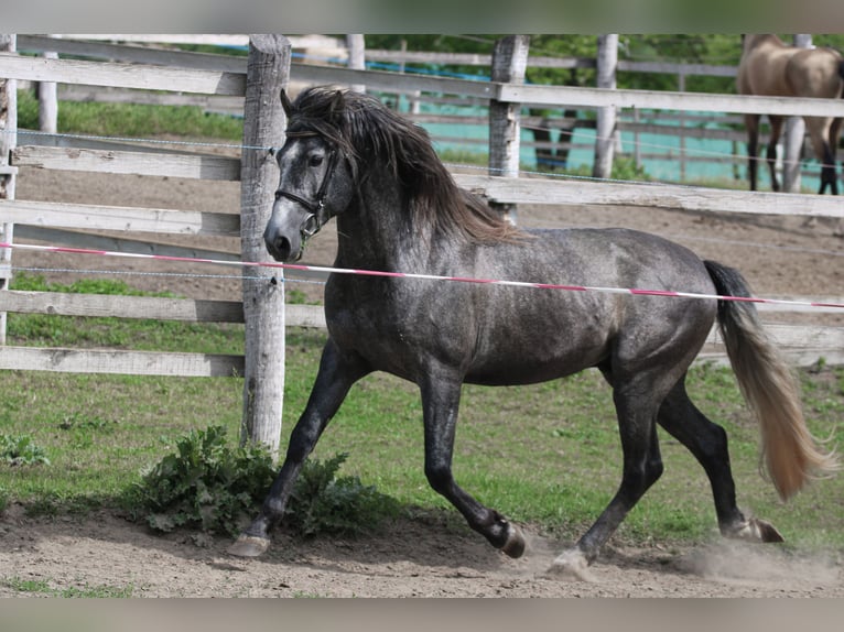 Andalusian Stallion 6 years 15.3 hh Grey in Kisbér